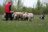 BORDER COLLIE - MOUTONS 063
